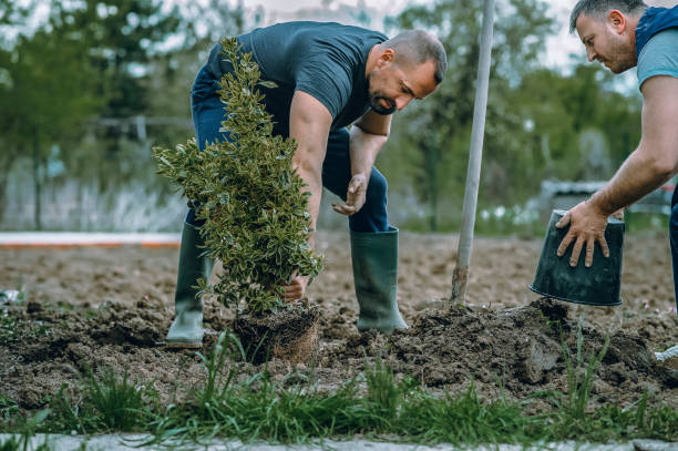 Best Fruit Tree Pruning  in USA